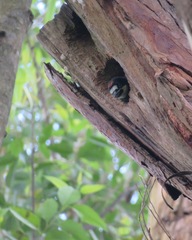 Melanerpes formicivorus