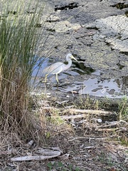 Egretta tricolor