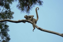 Brachyteles hypoxanthus