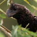 Smooth-billed Ani - Photo (c) Blake Matheson, some rights reserved (CC BY-NC)