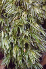 Leucobryum juniperoideum