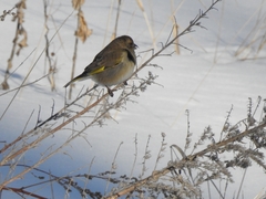 Chloris chloris