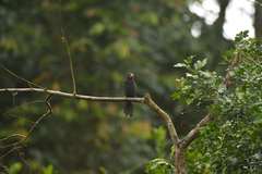 Saltator fuliginosus