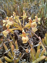 Pelargonium luteolum