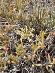Pelargonium luteolum