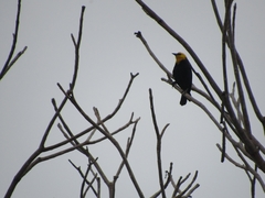 Chrysomus icterocephalus