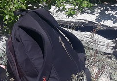 Liolaemus septentrionalis