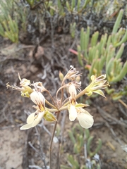 Pelargonium luteolum