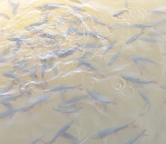 Leptobarbus rubripinna