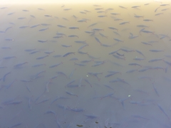 Leptobarbus rubripinna