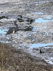 Egretta tricolor