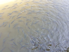 Leptobarbus rubripinna