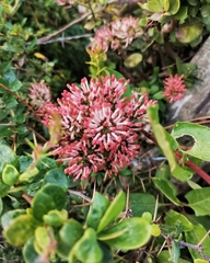 Notanthera heterophyllus