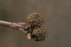 Andricus caliciformis