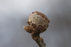 Andricus caliciformis