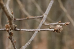 Andricus caliciformis