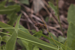 Luzula stenophylla