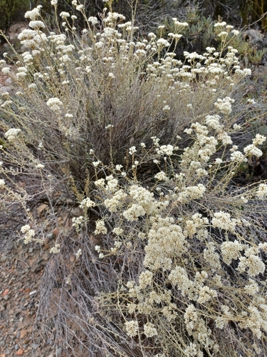 Image of Helichrysum zeyheri by (c) Danie Palm, some rights reserved (CC BY)