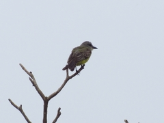 Tyrannus melancholicus
