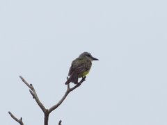 Tyrannus melancholicus