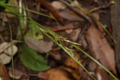 Carex distachya