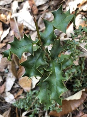 Ilex bioritsensis