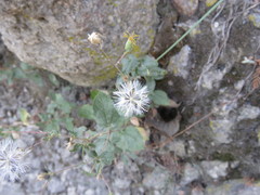Brickellia cuspidata