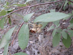 Styrax jaliscanus
