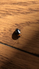 Disonycha triangularis