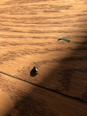 Disonycha triangularis