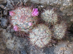 Mammillaria jaliscana jaliscana