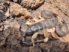 Opisthacanthus capensis