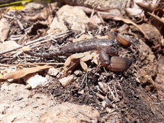 Opisthacanthus capensis