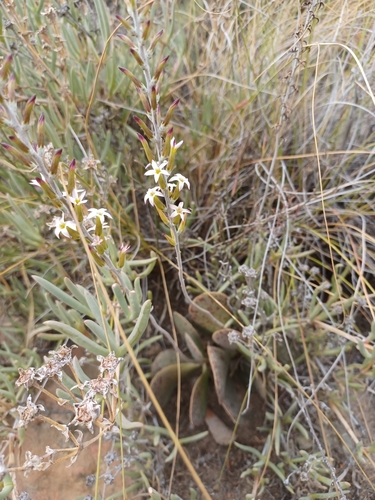 Image of Adromischus maculatus by (c) Danie Palm, some rights reserved (CC BY)