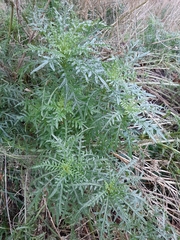 Reseda alba