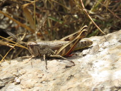 Boopedon flaviventris