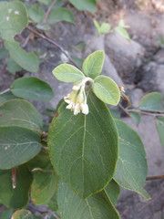 Styrax jaliscanus