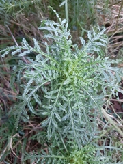 Reseda alba