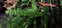 Plagiothecium curvifolium