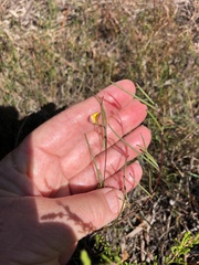 Aspalathus lebeckioides