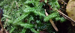Plagiothecium curvifolium