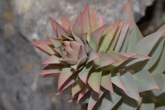 Euphorbia rigida