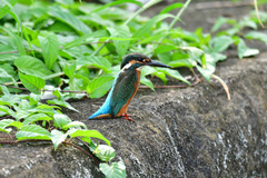 Alcedo atthis