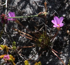 Oxalis polyphylla pentaphylla