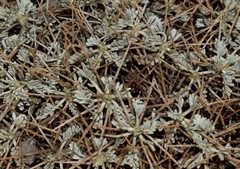 Astragalus angustifolius aegeicus