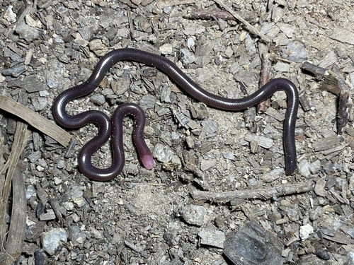 White-headed Blind Snake