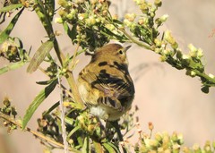 Phylloscopus collybita
