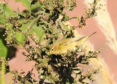 Phylloscopus collybita