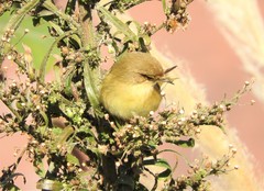 Phylloscopus collybita