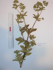 Potentilla norvegica